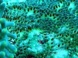 20080308アリガー南1