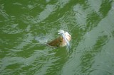 釣れた
