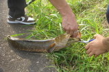 雷魚