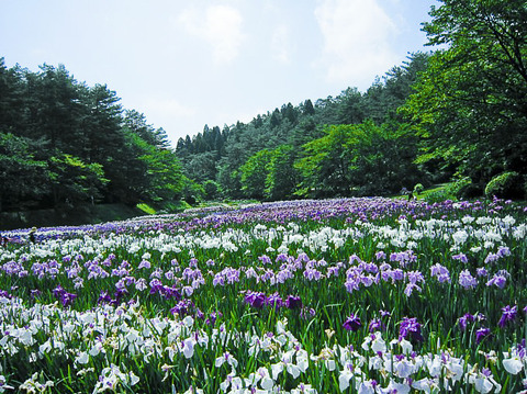 20130630-¿·È¯ÅĻԸ޽½¸øÌî¸ø±à¤¢¤ä¤á±à-00