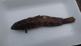 DCF00338