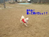 やっぱり犬ですなー