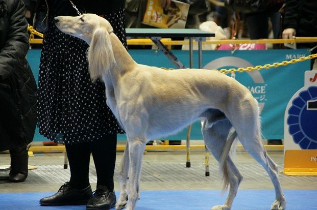 131215_Åìµþ޲ŽÝŽÀް_saru-ki-޲01