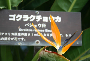 hana3