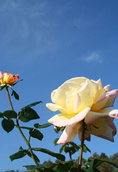rose2