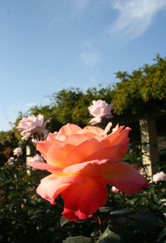 rose1