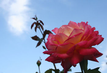 rose3