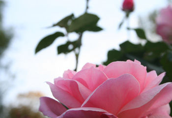 rose4
