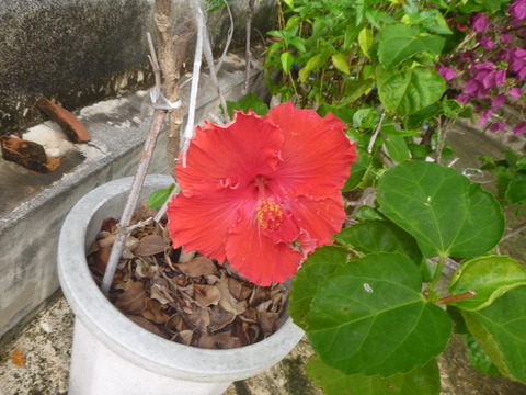 P1010590