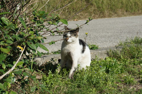 石垣 猫島