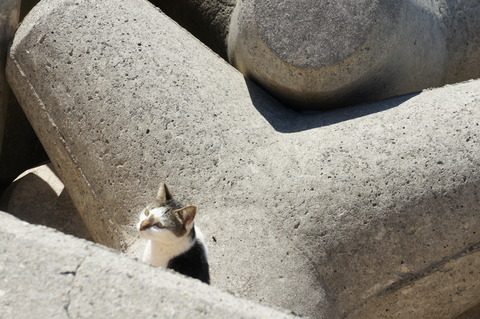 石垣 猫島