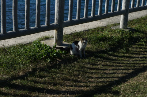 石垣 猫島