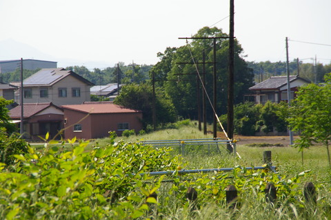 IMGP3135