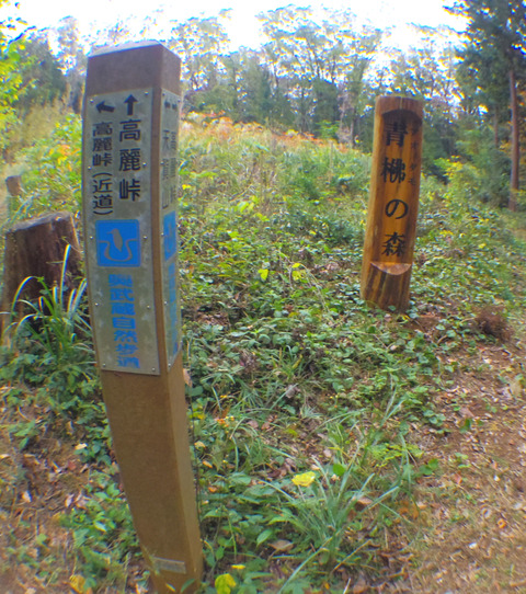 IMGP7552aa