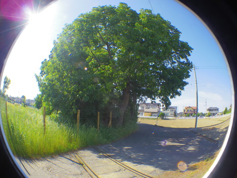 IMGP3124