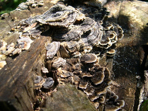 DSCN7242
