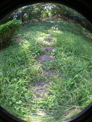 DSCN6768