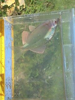 婚姻色のカネヒラ♂やっぱりタナゴは♂が綺麗です