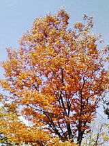 98c440f6.jpg