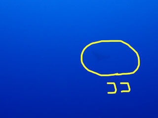 マダラトビエイ