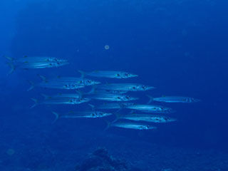 カマス