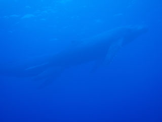 ザトウクジラ1