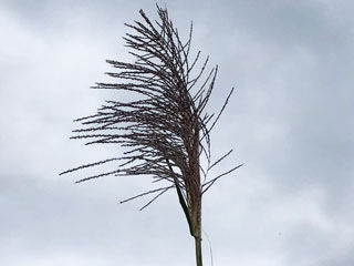 キビの花