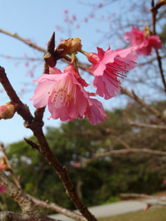 寒緋桜