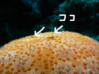 ヒトデヤドリエビ