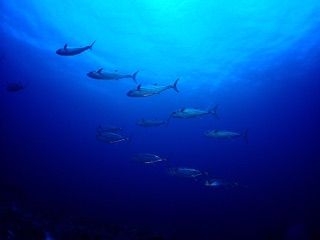 イソマグロ群れ