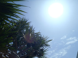 太陽