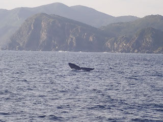 クジラ