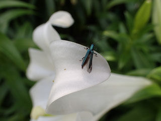 虫
