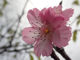 寒緋桜