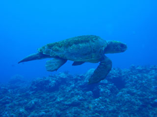 アカウミガメ