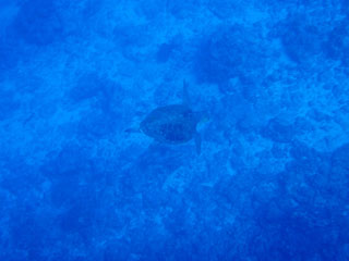 アカウミガメ