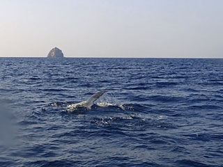 クジラ