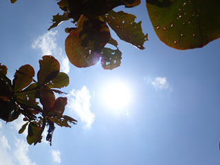 太陽