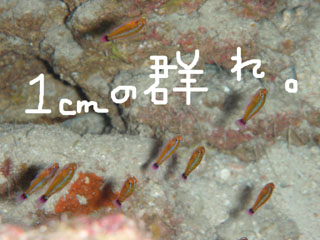 ¥¢¥ª¥®¥Ï¥¼
