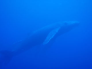 ザトウクジラ2