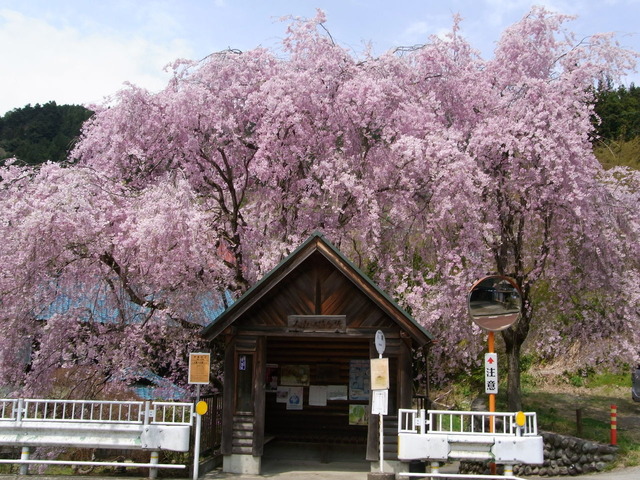 八重桜