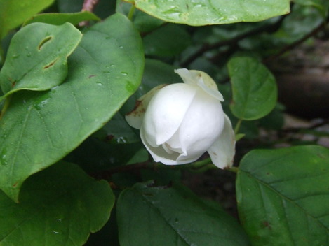 DSCF8846