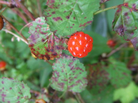 DSCF8724