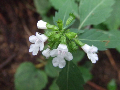 DSCF8726