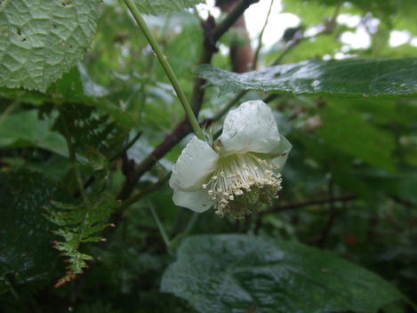 DSCF8878