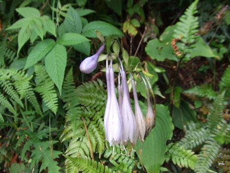 DSCF8679