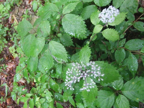 DSCF8932