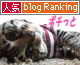 ランキング 寝姿