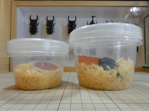 成虫管理が楽な容器 : クワガタ自己満ラボ