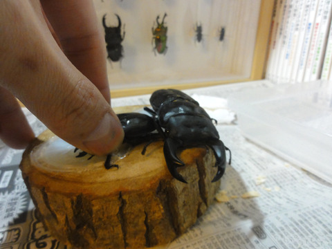 1cbebee0-s.jpg